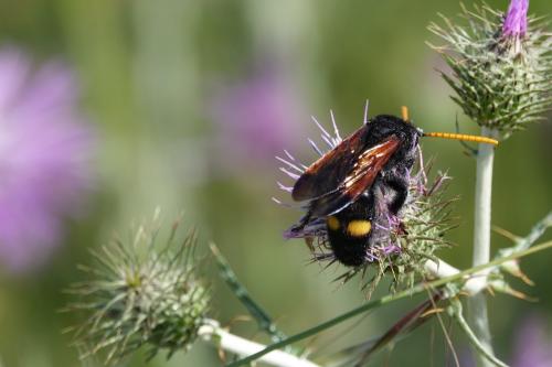 Réf. 242 548 : Megascolia bidens